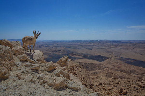 An Ibex in Israel's Negev Desert