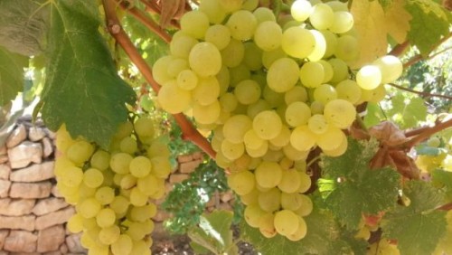 Israeli grapes