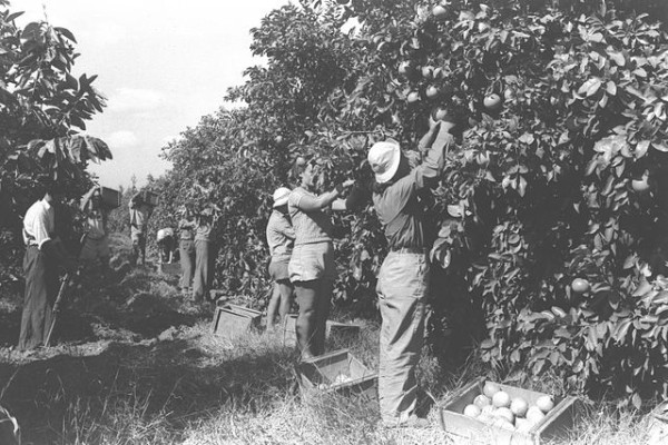 Orange groves in Palestine, 1938