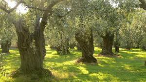 An olive grove in Israel