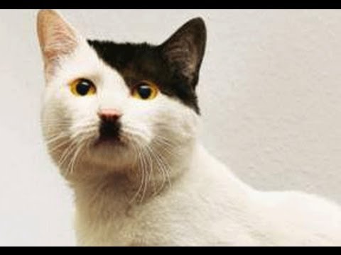 Cats That Look Like Hitler website