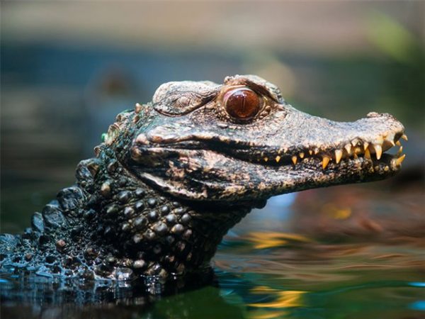 Baby caiman