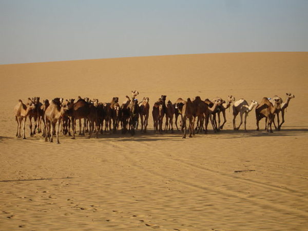 Camels in Dakhla