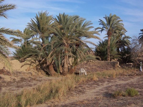 Date trees in Bahariya