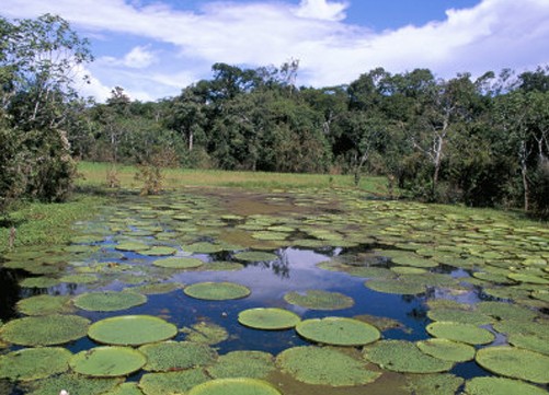 Giant water lily pads