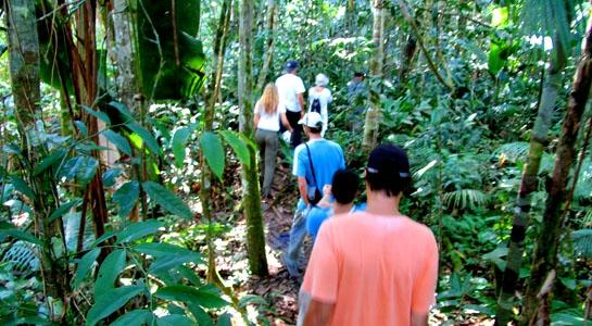 Walking in the rainforest