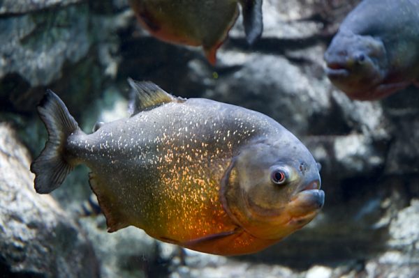 Red-bellied pirhana