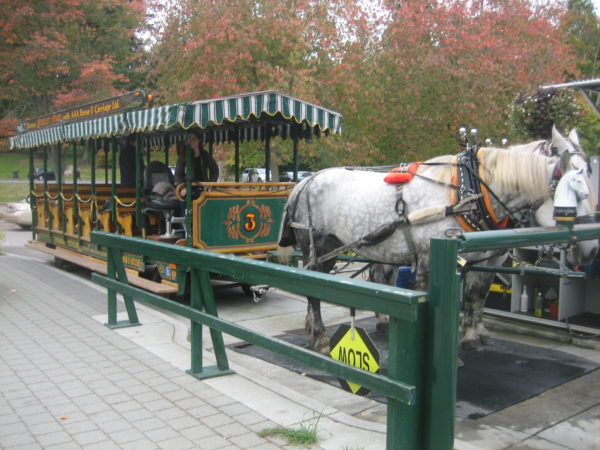 The horse-drawn carriage tour wagon