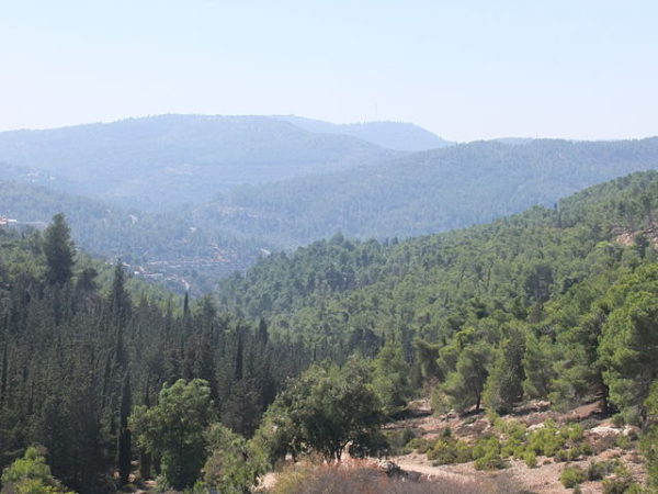 The Jerusalem Forest