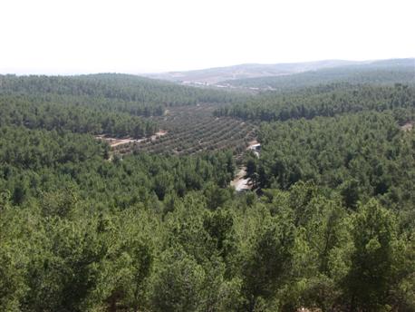 The Lahav Forest