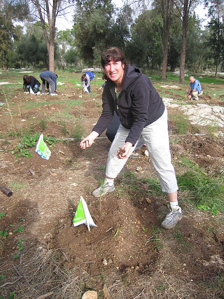 Planting saplings in Israel
