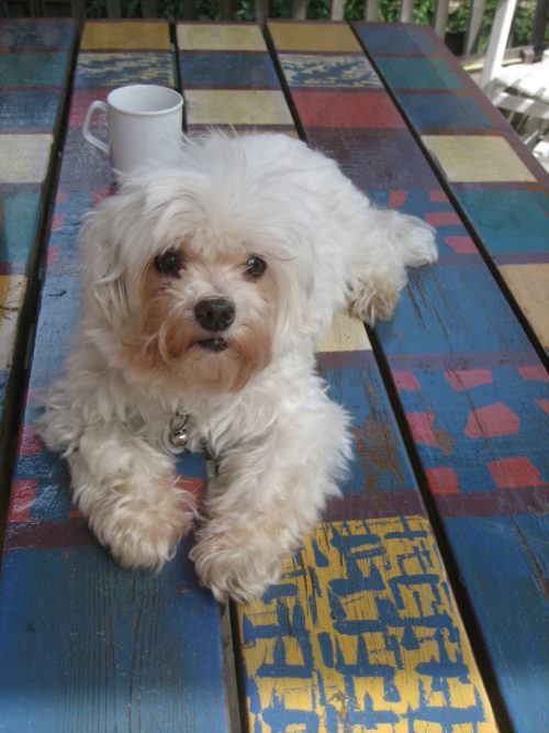 Pablo on the picnic table